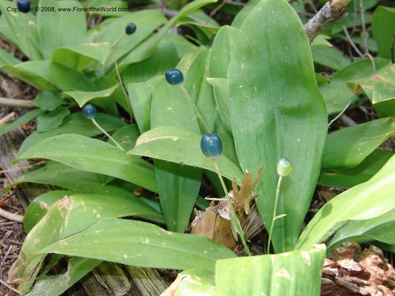 Clintonia uniflora--ID. Valley Co. Sylvan Beach, Reservoir trail. 13 Aug 05. 131.jpg