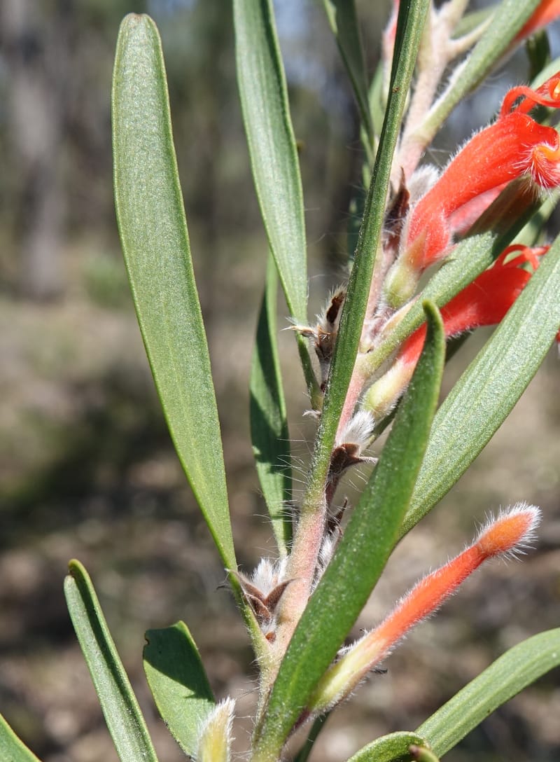 Adenanthos barbiger, Davidson, C 13472--Australia. W.A. Albany Hwy, odom 33.5. 28 Oct 2016. DSC05957 (40).JPG