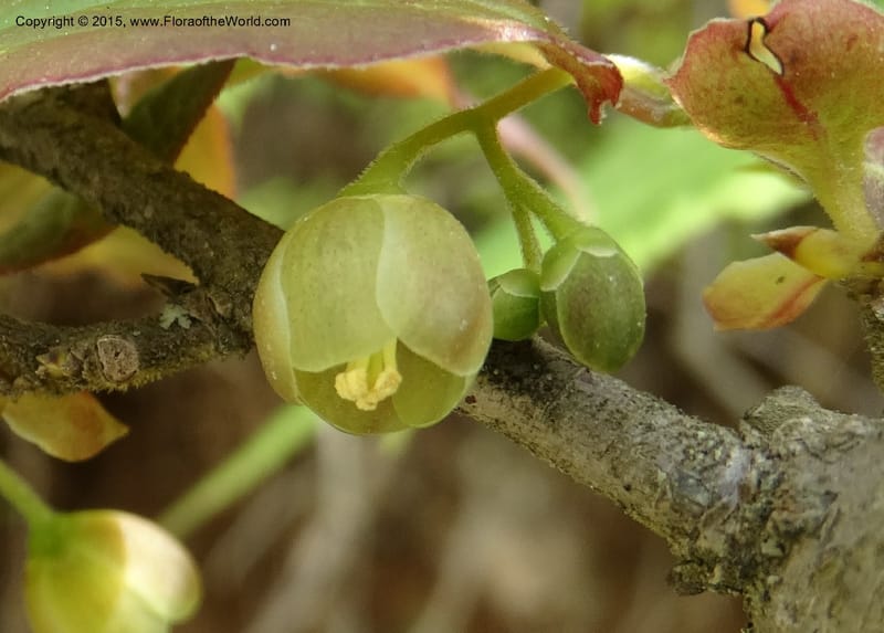 Sabia, Boufford, D 43677--China. Sichuan. GuoBaYan, HanBaiYu Shan. 12 May 2014. DSC05373 (104).JPG