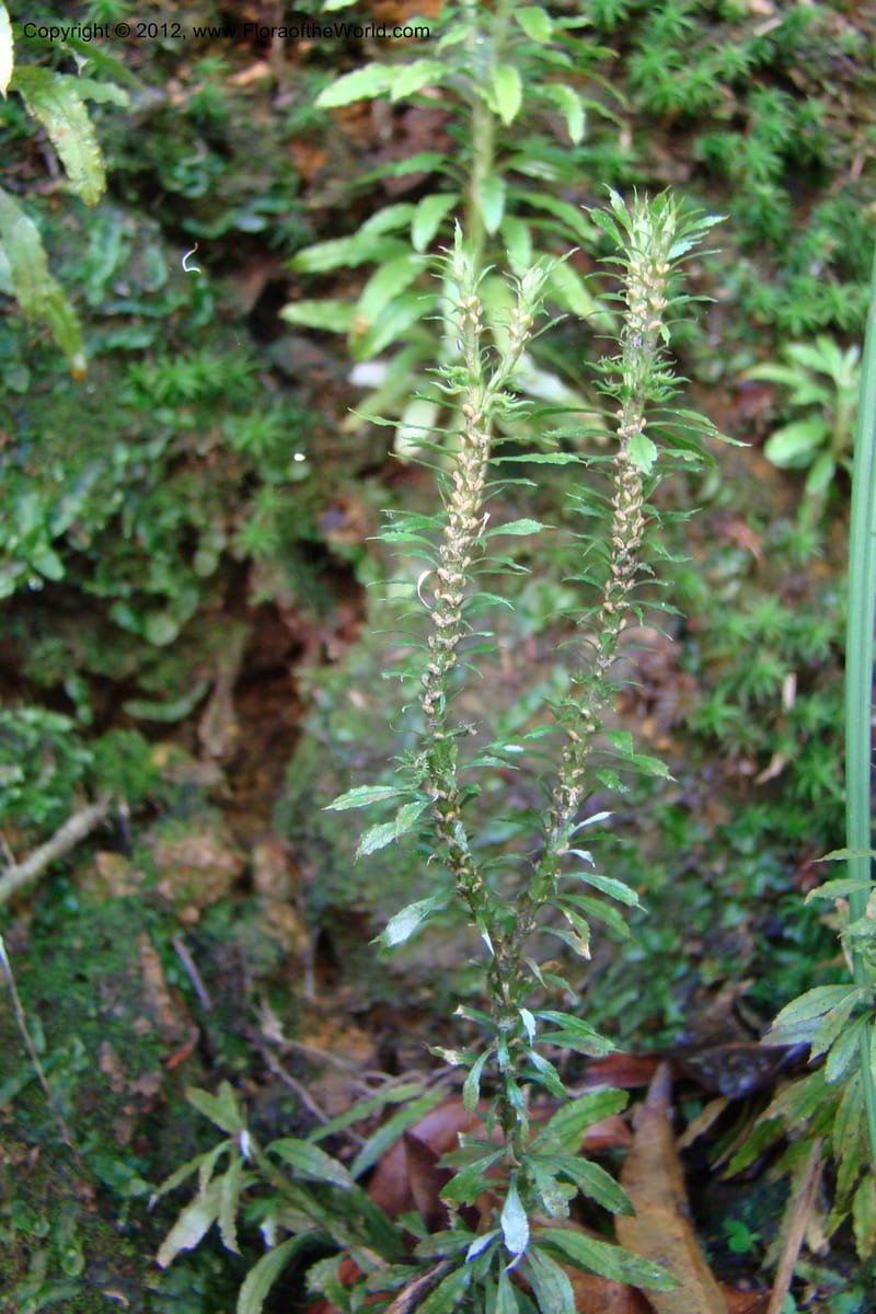 Huperzia, Regalado 1741--Viet Nam. Thua Thien Hue Prov. Phu Loc Distr. Bach Ma. 13Apr 09. 220.jpg