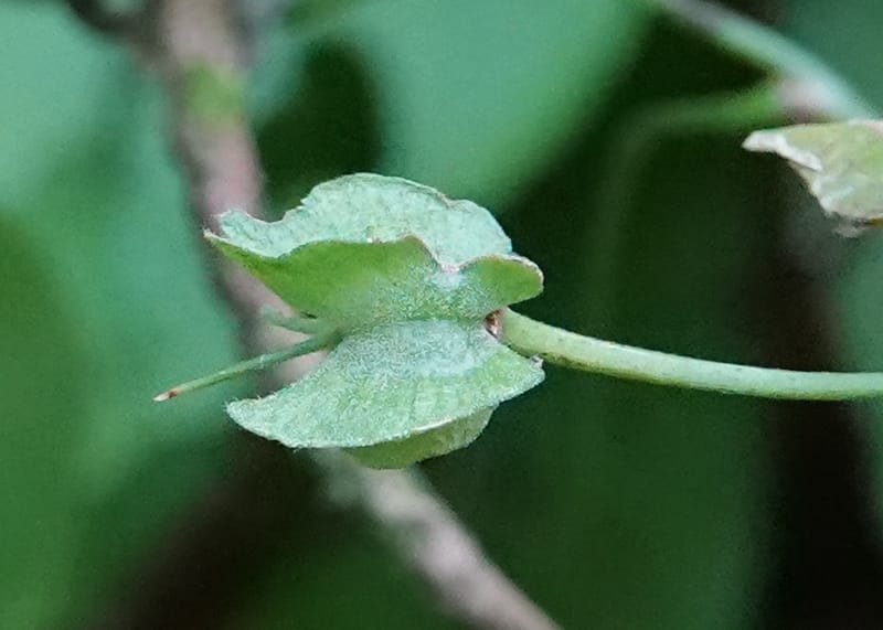 Poggea alata, C. Davidson 13956--Gabon. Arb. Sibang. 5 Nov. 2018. DSC02235 (35).JPG