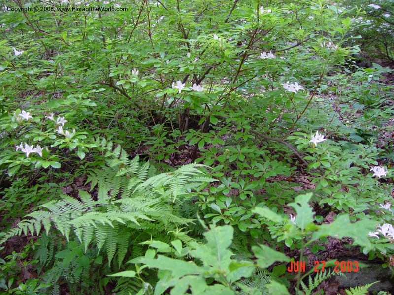 Rhododendron arborescens--CT. Redding. Highstead Arboretum. 27 Jun 03. 027.jpg