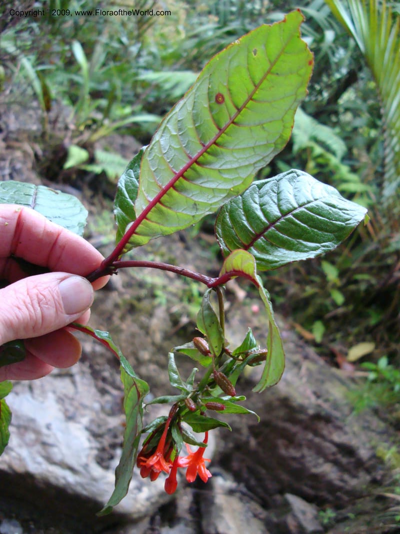Fuchsia...DN216035,Ecuador.Prov.ZamoraC.Podocarpus,Tapichalaca26Sep2007 158.jpg