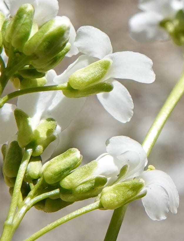 Arabis nuttallii, C. Davidson 14036--ID, Valley Co. Elkl Summit. 18 July 2019. DSC00995 (36).JPG