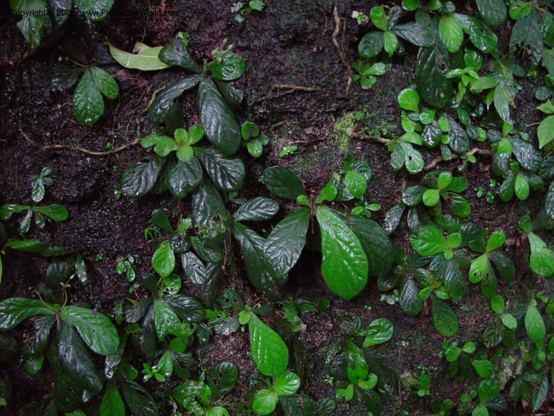 Napeanthus jelskii, JSmith4185--Fr. Guiana. Kaw Mts. 'Caves Trail'.  20 Mch 02. 003.jpg