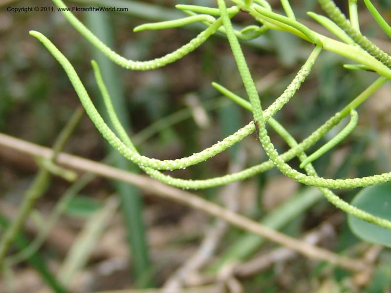 Peperomia vestita, AraujoM2911--Bolivia. F. Tamayo. Rio Machariapu. 17 Sep 06. 582 (7).jpg