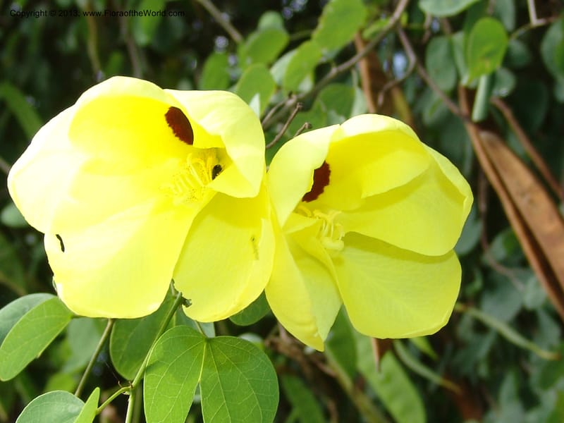 Bauhinia tomentosa--So.Africa. Lowveld Nat. Bot. Gard. 14 Mch 05. 247.jpg