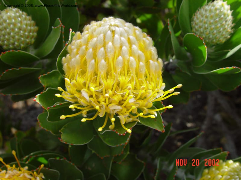 Leucospermum conocarpodendron ssp. viridum, prob.--So. Africa. Cape Prov. Olifantsbos. 20 Nov 02.  061.jpg