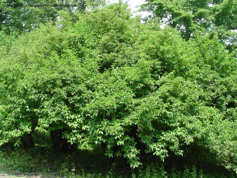 Cornus mas--MA. Arnold Arbor. 30 Jun 03. 045.jpg