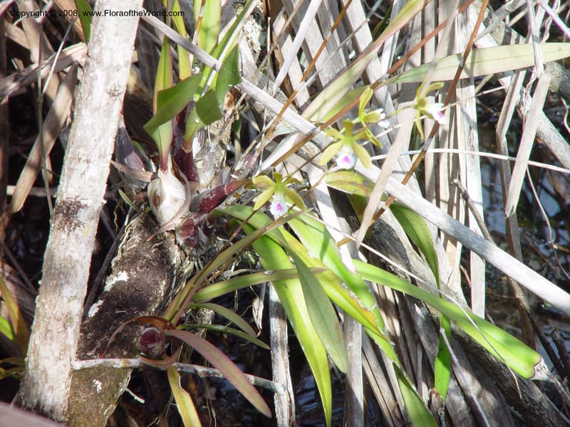Encyclia tampensis--FL. Miami-Dade Co. Everglades Nat'l. Pk. Royal Palm Visitor Ctr. 15 Jan 03. 024.jpg