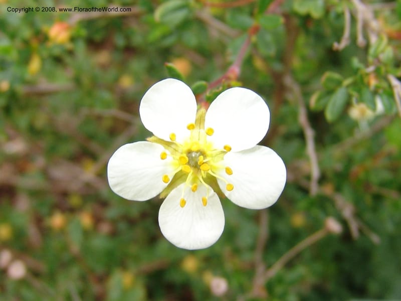 Potentilla davurica, 94.0726--CA. UC Berkeley Bot. Garden. 31 May 07. 377.jpg
