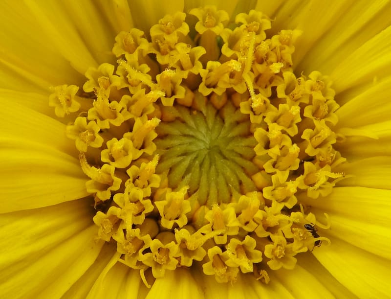 Wyethia mollis, C. Davidson 13616--CA. Modoc Co. Warner Mts. Hwy 299. 7 June 2017. DSC01455 (22).JPG