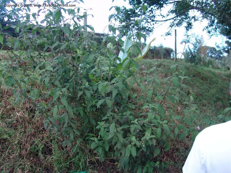 Lantana trifolia--Kenya. Brackenhurst Bot. Gard., Limuru.  26 Jun 04. 112.jpg