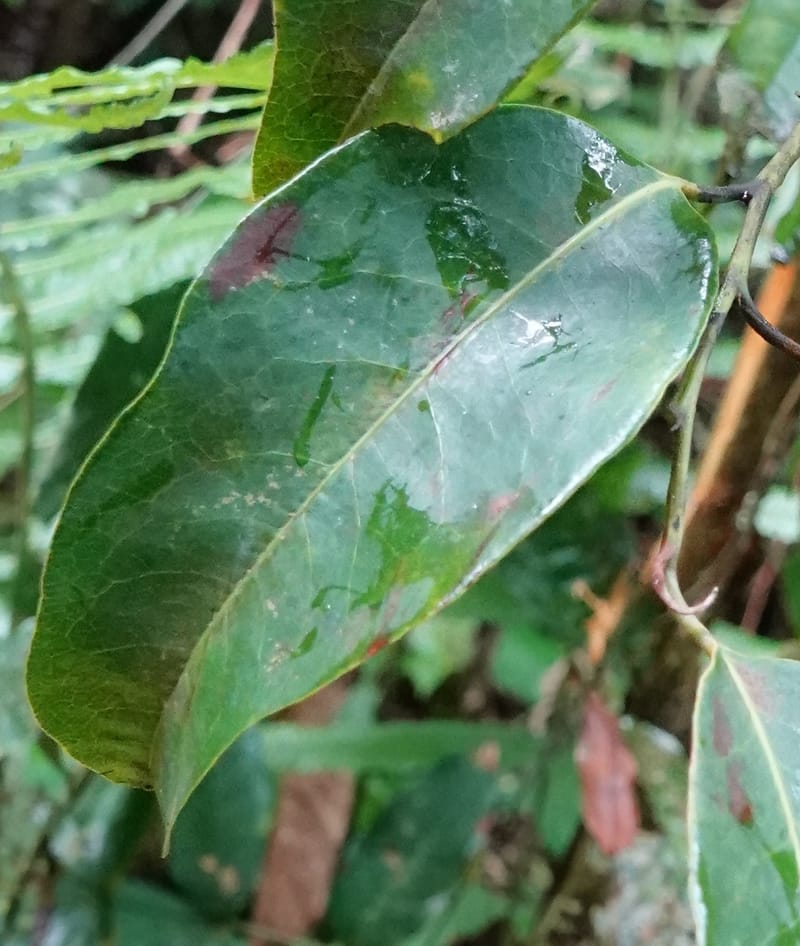Staudtia gabonensis, C. Davidson 13939--Gabon. Maurel & Prom Oil Rd. 2 Nov. 2018. DSC01376 (262).JPG