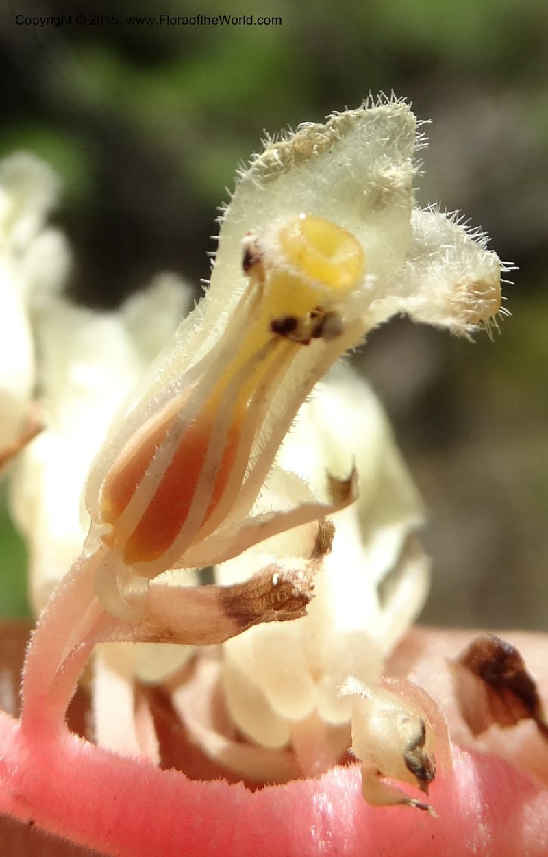Monotropa hypopitys, Davidson, C 12626--ID. Idaho Co. S of Steamboat Summit. 5 Aug 2014. DSC00156 (168).JPG