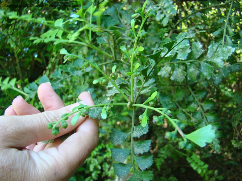 Phyllocladus trichomanoides, C. Gemmil 643--New Zealand. Waikato Distr. Puke Moke Moke Res. 26 Nov 07. 094 (2).jpg