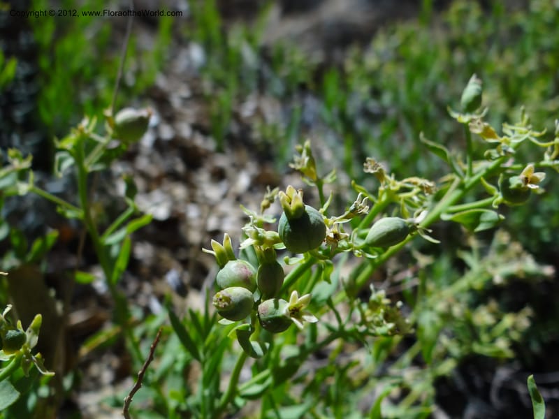 Comandra umbellata, Davidson, C 11942--AZ. Yavapai Co. Crown King Rd. 7 May 2012. DSC0894 1 (100).JPG