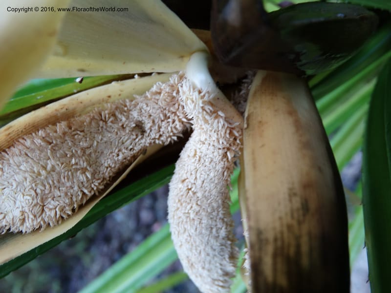 Pandanus borneensis, Callmander, M 1185--Sabah. G. Silam. 1 Oct 2014. DSC00937 (159).JPG