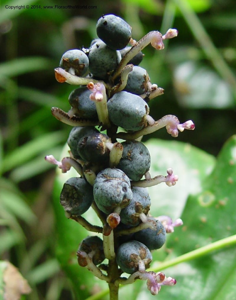 Palisota ambigua--Cameroon. Bimbia Mangrove Nat. Trail. 8 Dec 2003. 2C4 (7).jpg