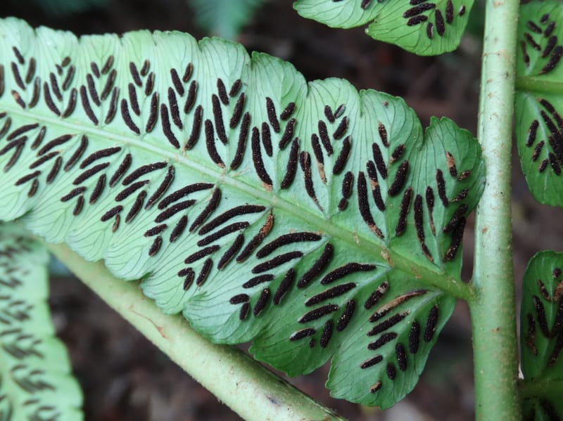 Diplaziopsis javanica, Munzinger, J 7402--New Caledonia. Haute Robinson. 11 Nov. 2015. DSC00909 (299).JPG