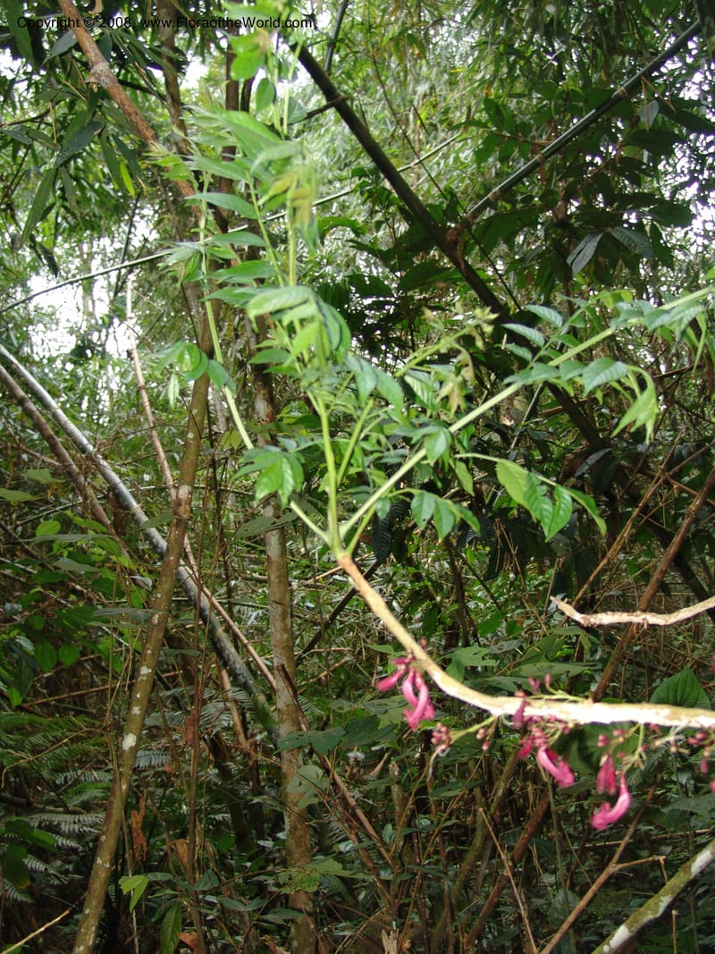 Jacaranda glabra, RVasquez33021--Peru. Pillcopata. Qbda Pini Pini. 29 Oct 07. 859.jpg