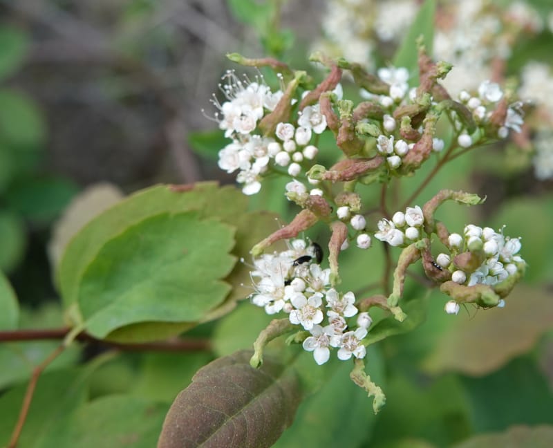 Spiraea lucida, C. Davidson 13833--ID. Shoshone Co. Freezeout Rd. FR 301. 10 Jul 2018. DSC06582 (51).JPG