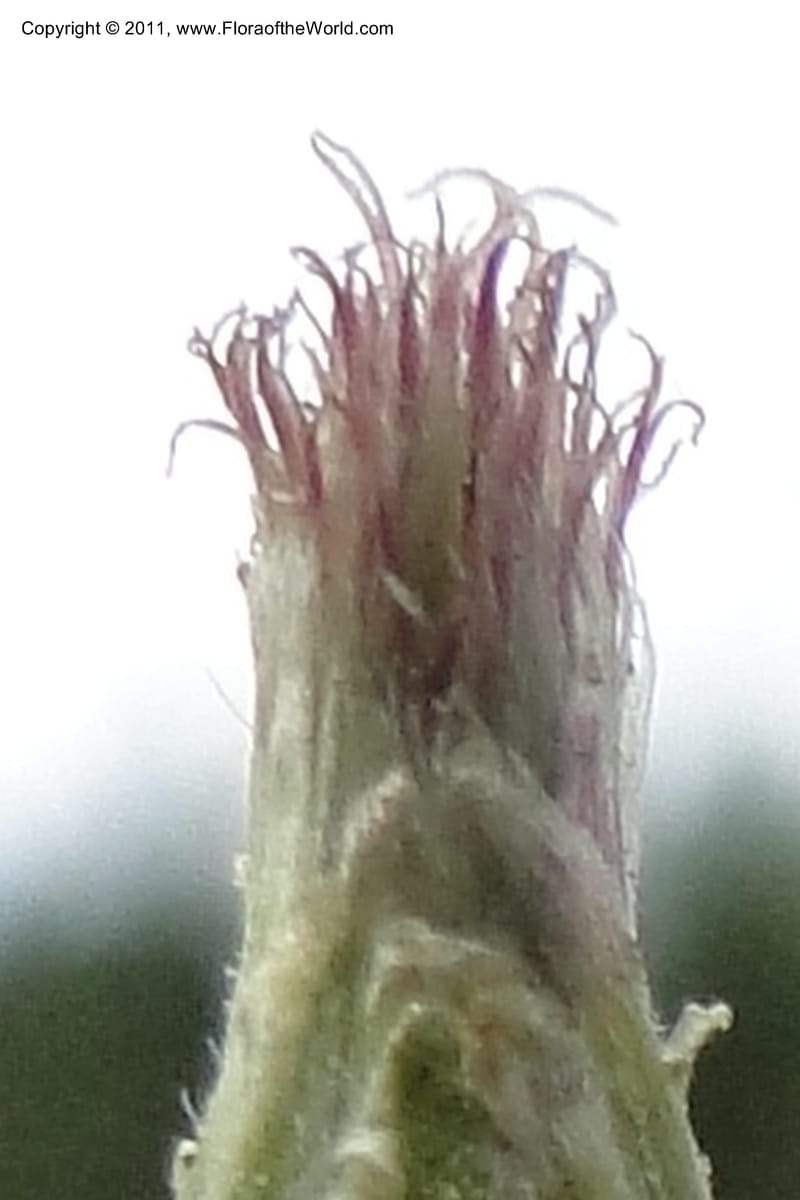 Antennaria racemosa, Davidson, C 11890--Idaho. Adams Co. Fish Lake Rd. 10 July 2011. 179 (7).jpg