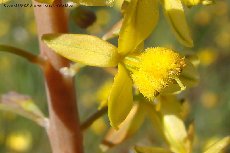 Bulbine praemorsa, C. Davidson 11582--South Africa. Northern Cape. Papkuilsfontein. 26 Aug 09. 242 (17).jpg