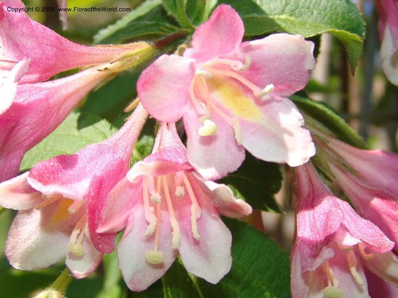 Weigela praecox--France. Nancy. Jard. Bot. Montet. 1 May 05. 083.jpg