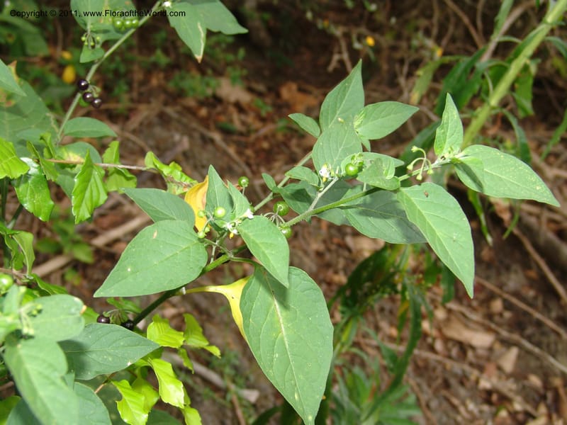 Solanum americanum, AraujoM2925--Bolivia. F. Tamayo. Rio Machariapu. 17 Sep 06. 429 (1).jpg