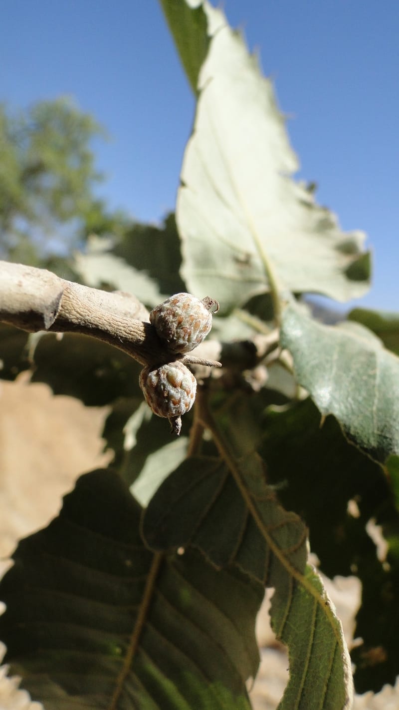 Quercus ithaburensis ssp. macrolepis, A. G. Miller 132.13--Iraq. Kurdistan. Shakh-i Pira Magun. Gueza Khan. 11 June 2010. 017 (4).jpg