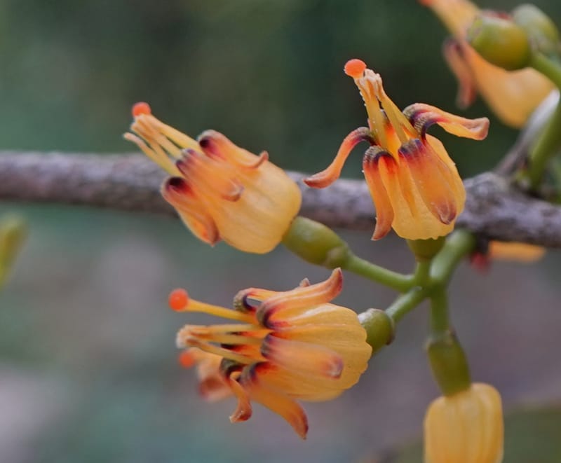 Macrosolen cochinchinensis, D. Boufford 44099--China. Yunnan. Lao jun Shan. 30 Apr 2018. DSC00424 (644).JPG