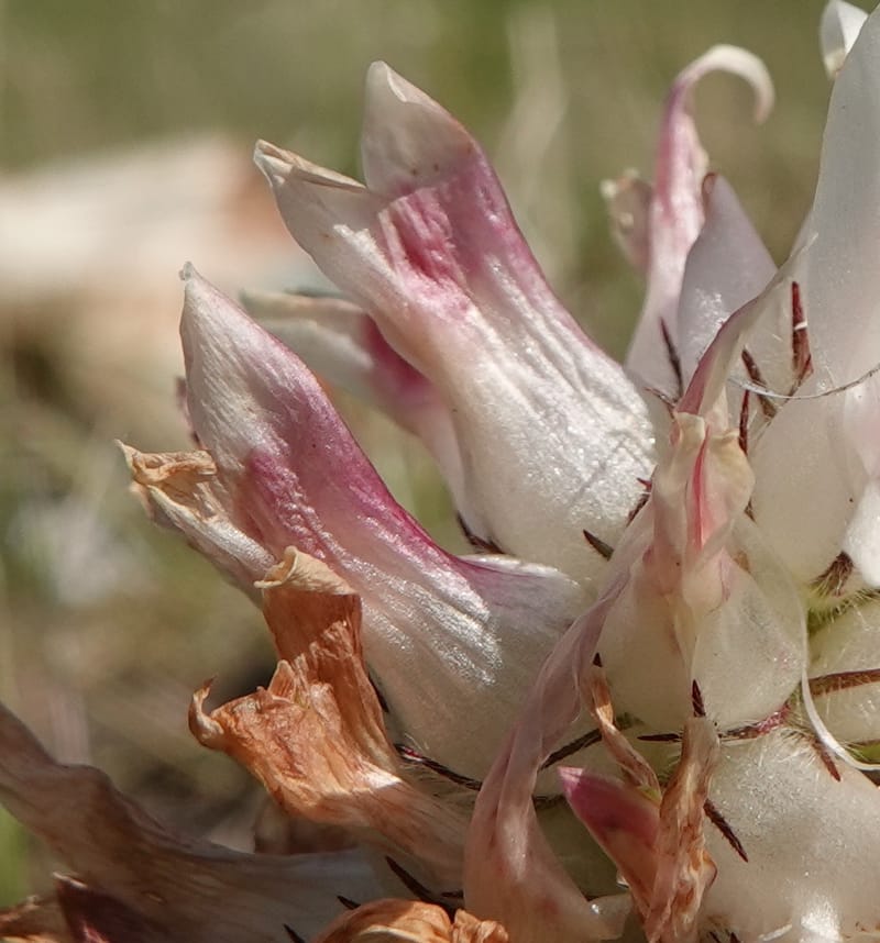 Trifolium macrocephalum, C. Davidson 13789--Oregon. Wallowa Co. Upper Camp Creek Canyon. 5 Jun 2018. DSC05225 (11).JPG