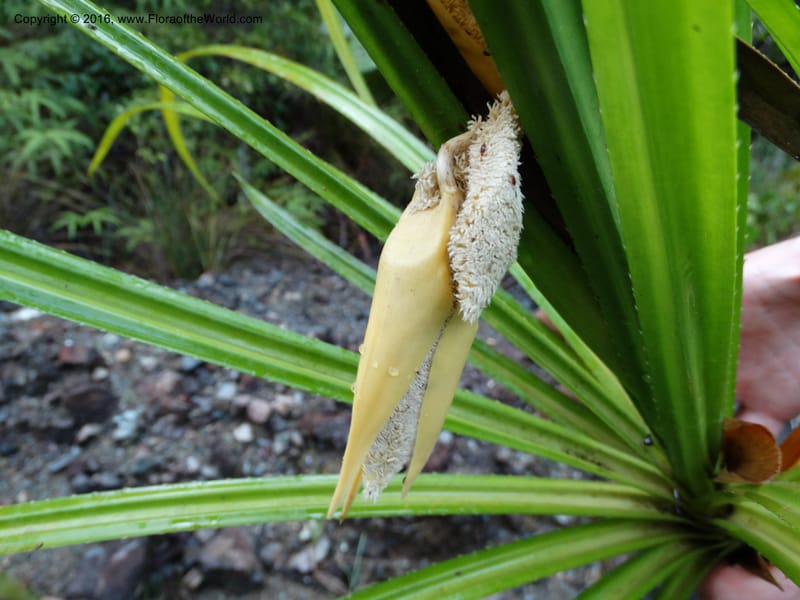 Pandanus borneensis, Callmander, M 1185--Sabah. G. Silam. 1 Oct 2014. DSC00937 (153).JPG