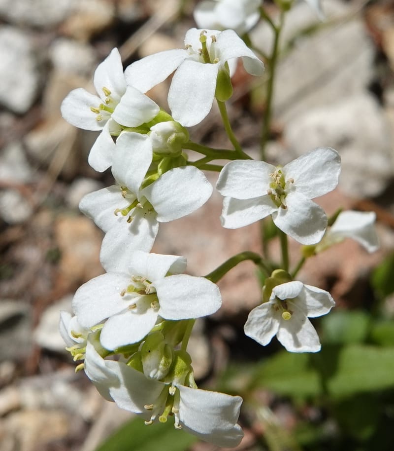 Arabis nuttallii, C. Davidson 14036--ID, Valley Co. Elkl Summit. 18 July 2019. DSC00995 (11).JPG