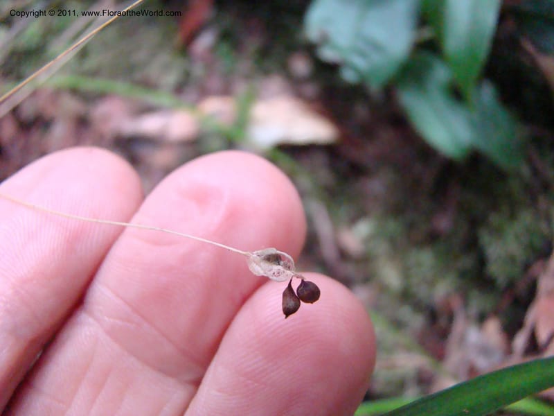Campynemanthe, Munzinger, J 4843--New Caledonia, Dogny, 19 Nov 2007,  063 (16).jpg