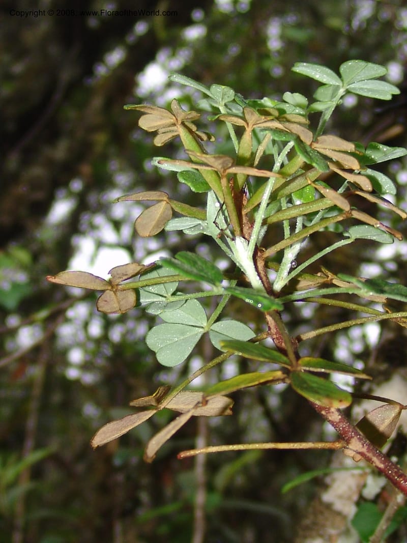 Oxalis--Peru. Macchu Pichu. 23 Oct 07. 152.jpg
