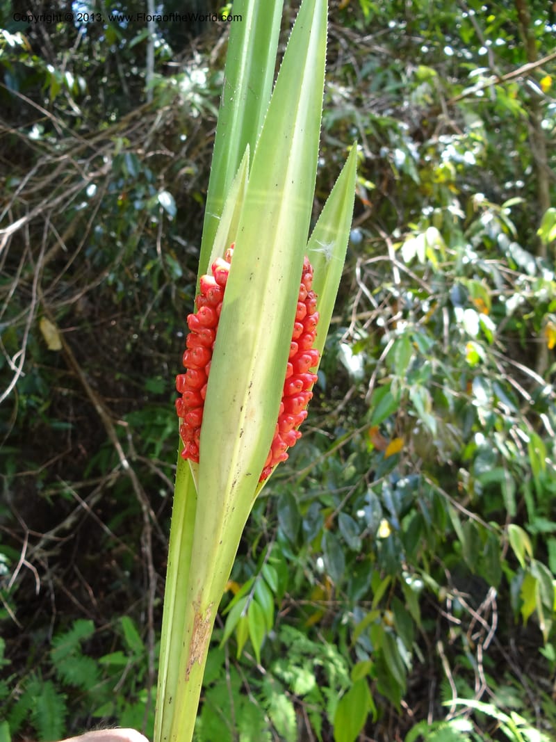 Pandanus pugnax, Callmander 1035--Malaysia, Sabah. Meliau Range. Ulu Tongod For. Res. 8 Apr 2012. DSC07780 (11).JPG