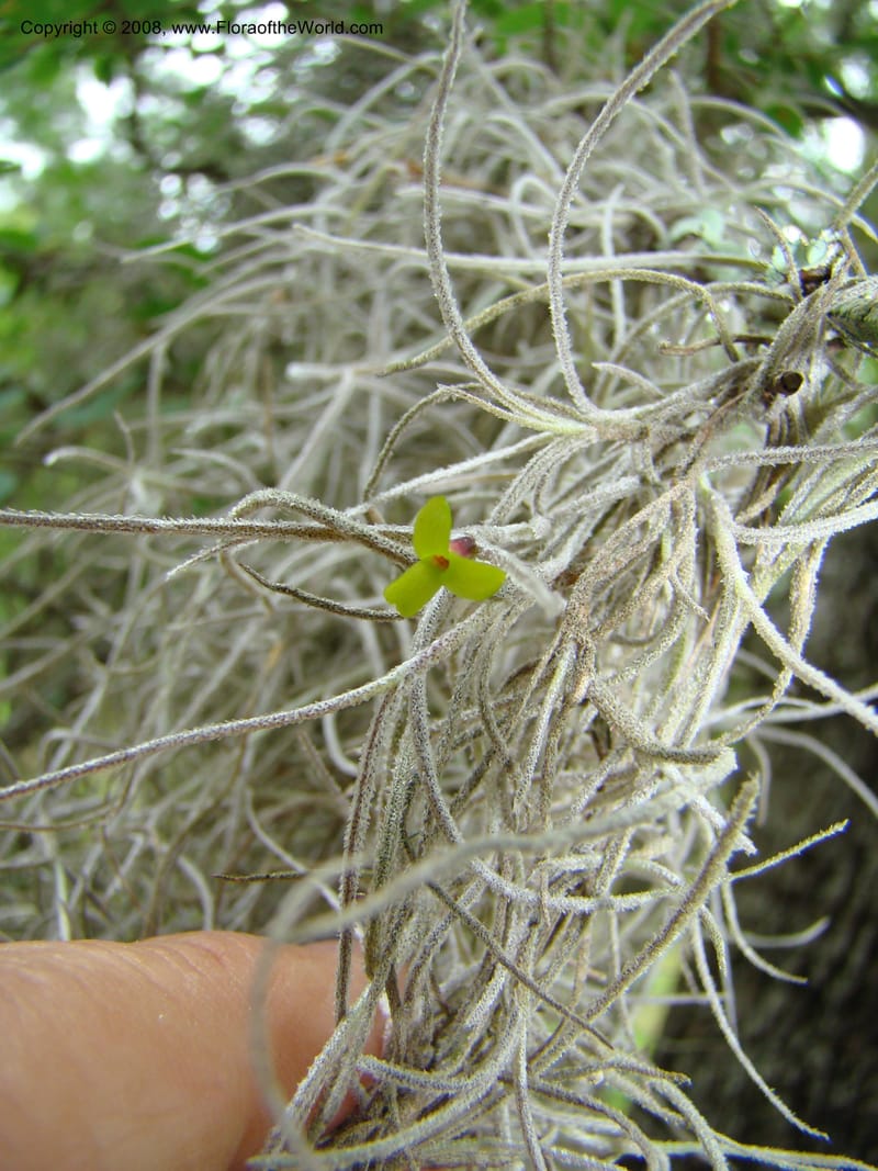 Tillandsia usneoides, CDavidson11164--TX. Walker Co. Newport Village Rd. 27 Apr 08. 156.jpg
