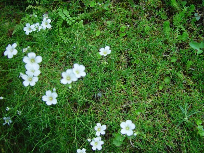 Arenaria labillardieri--France. Paris. Jardin des Plantes.  30 May 03. 059.jpg