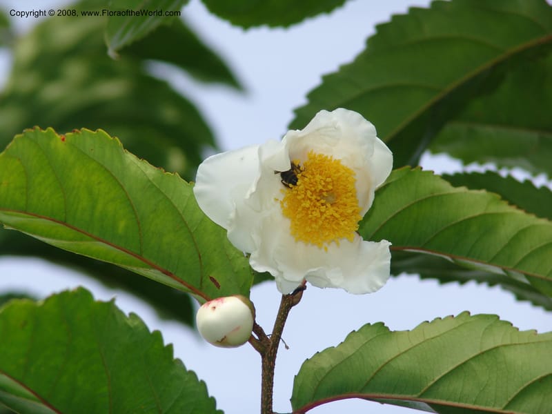 Oncoba spinosa--Kenya. Brooks Bond Tea Estate, Kericho. 10 Jul 04. 198.jpg