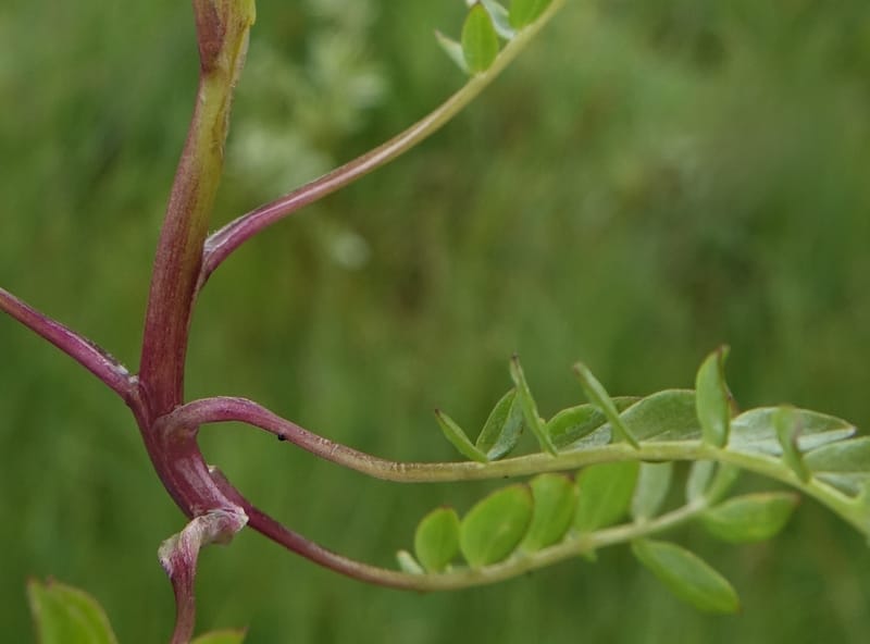 Polemonium occidentale, C. Davidson 13641--ID. Fremont Co. Duck Cr. Ranch. 16 Jun 2017. DSC01937 (117).JPG