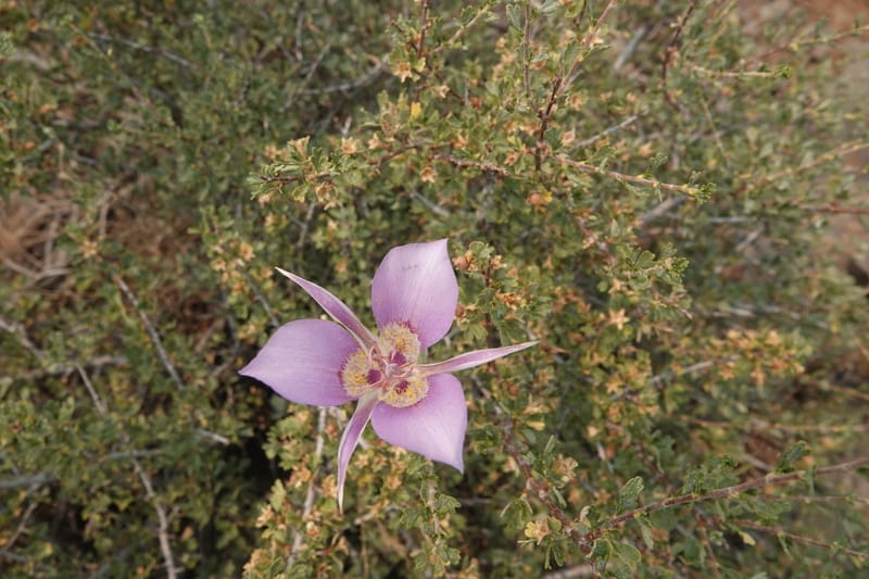 Calochortus macrocarpus, Davidson 14231--OR. Harney Co. Steens Mtn. July 2021. DSC09986 (873).JPG