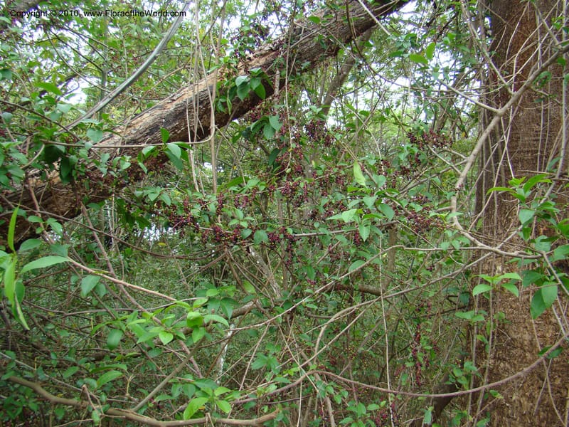 Trichostigma octandrum, B. Hammel 24628--Costa Rica. Prov. Puntar. Rio Cuarro. 10 Apr 08. 001 (6).jpg