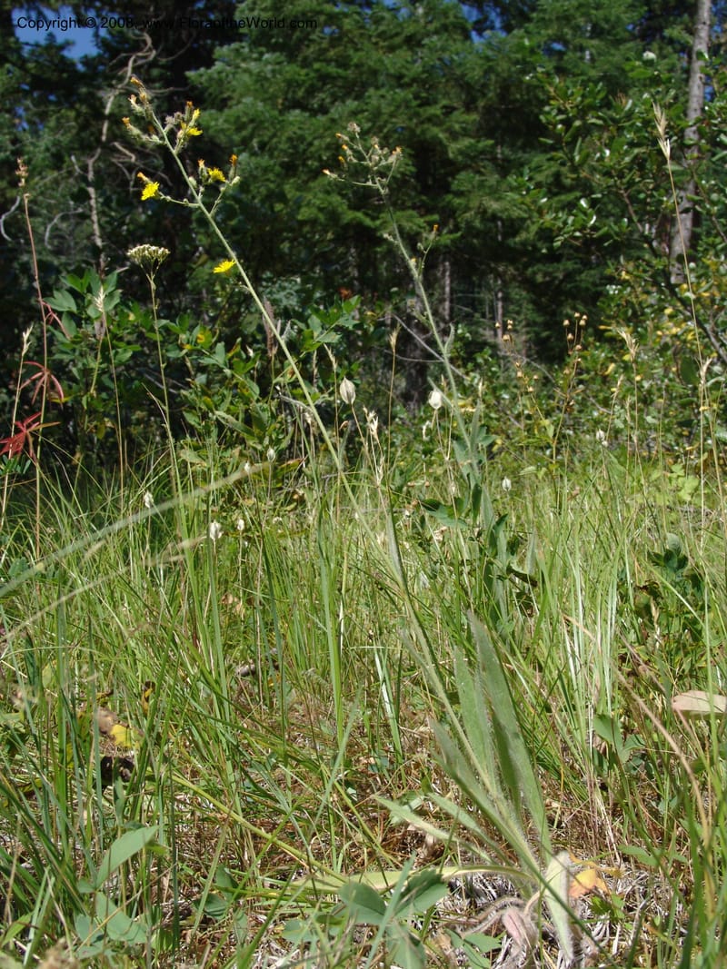 Hieracium scouleri v. albertinum--ID. Valley Co. Sylvan Beach, Reservoir trail. 13 Aug 05. 107.jpg
