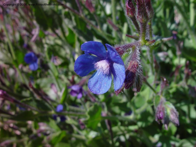 Borago officinalis--Italy. Umbria. Hillside in Todi.  16 May 02.  010.jpg