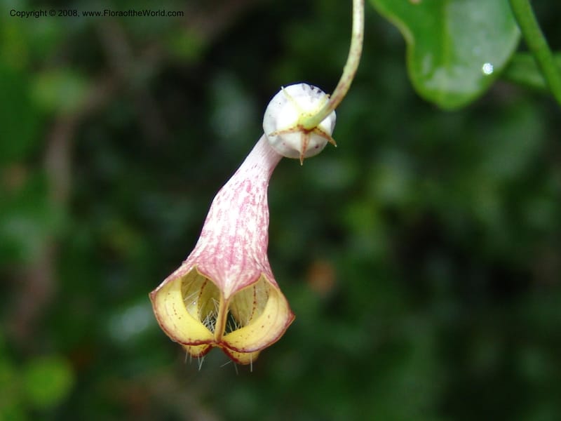 Ceropegia carnosa--So.Africa. E. Cape. Umtiza Nature Res.. 7 Mch 05. 091.jpg