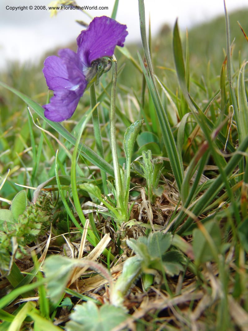 Viola oreades--Georgia. Vic. of Tskhrats'karo Pass. 7 Jun 05. 188.jpg