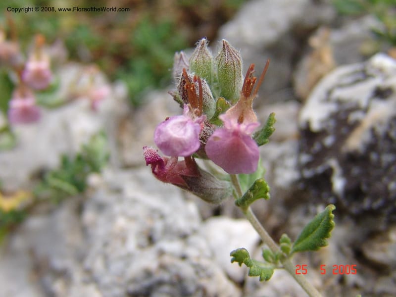 Teucrium divaricatum--Crete. Ep. Kisamos. Sirikari Gorge. 25 May 05.  428.jpg