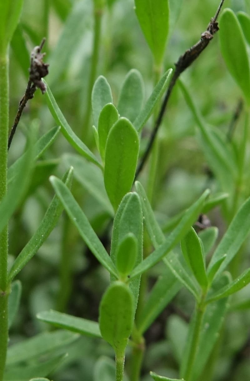 Veronica fruticans, Davidson, C 13254--Switzerland. Oberwald. Chapel St. Nikolas. 2 Jul 2016. DSC07728 (452).JPG